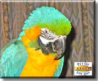 Arney, the Pet of the Day