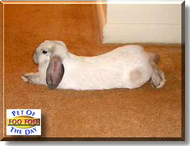 Foo Foo, the Pet of the Day