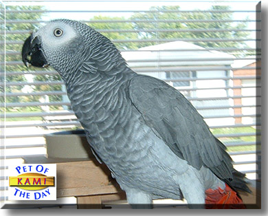 Kami, the Pet of the Day