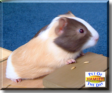 Hamlet, the Pet of the Day