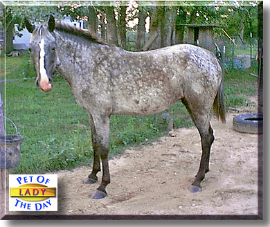 Lady, the Pet of the Day