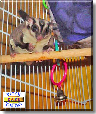 Kaze, the Pet of the Day