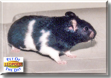 Leopold, the Pet of the Day