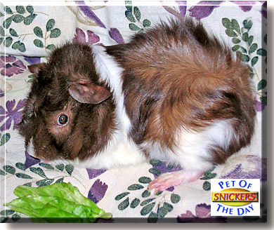 Snickers, the Pet of the Day