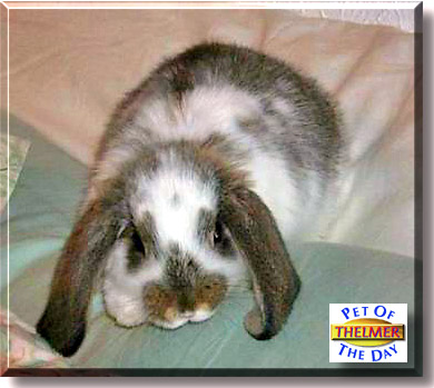 Thelmer, the Pet of the Day