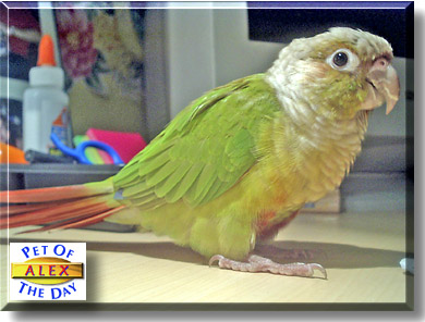 Alex, the Pet of the Day