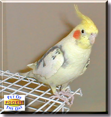 Pookie, the Pet of the Day