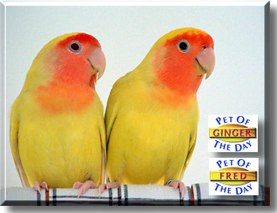 Ginger and Fred, the Pet of the Day