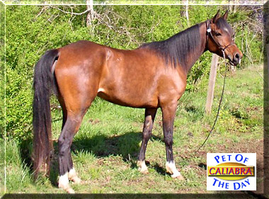 Caliabra, the Pet of the Day