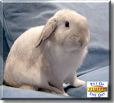 Fluffy, the Pet of the Day