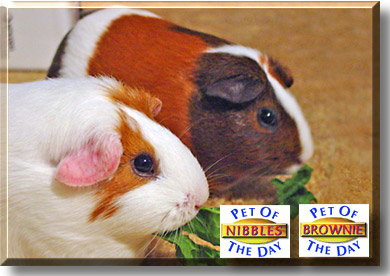 Nibbles, Brownie, the Pet of the Day