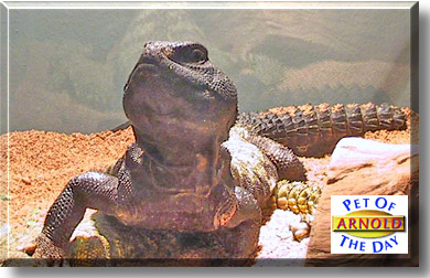 Arnold, the Pet of the Day
