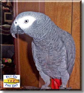 Taz, the Pet of the Day