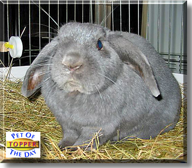 Topper, the Pet of the Day