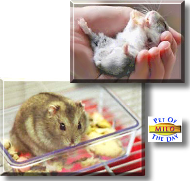 Milo, the Pet of the Day