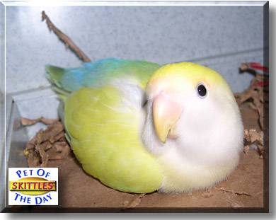 Skittles, the Pet of the Day
