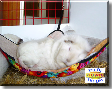 Pigwig, the Pet of the Day