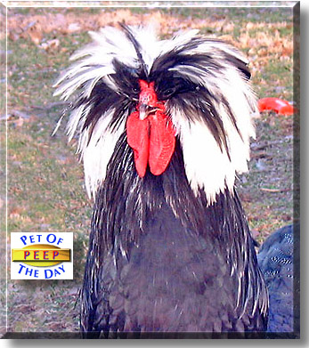 Peep, the Pet of the Day