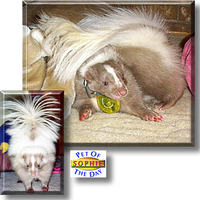 Sophie Nicole, the Pet of the Day