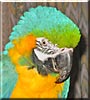 Arney the Blue & Gold Macaw