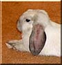 Foo Foo the Mini Lop Rabbit