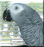 Kami the Congo African Grey