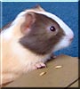 Hamlet the Guinea Pig