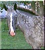 Lady the Walkaloosa