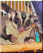 Kaze the Sugar glider