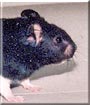 Leopold the Hamster