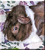 Snickers the Abyssinian
