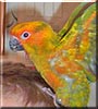 Fritz the Sun Conure
