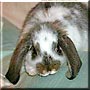 Thelmer the Mini lop