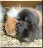Elvis Parsley the Guinea Pig