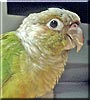 Alex the Conure