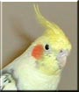 Pookie the Cockatiel