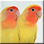Ginger, Fred the Lovebirds