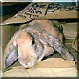 Scout the English Lop Rabbit
