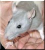 Snowball the Silver hooded Rat