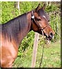 Caliabra the Arabian