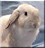 Fluffy the Lop Rabbit