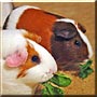 Nibbles, Brownie the Guinea Pig