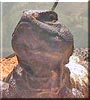 Arnold the Lizard