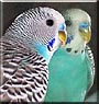 Romeo the Budgie