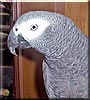 Taz the African Grey