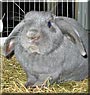 Topper the Lop Rabbit