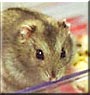 Milo the Dwarf Hamster