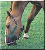 Junior the Quarter Horse
