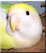 Skittles the Peach Faced Lovebird