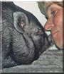 Pierre the Pot Bellied pig